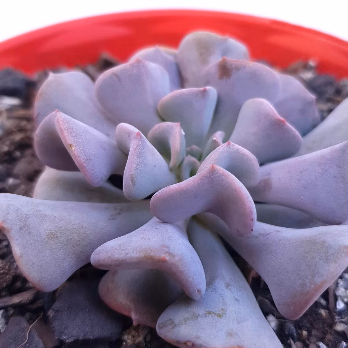 Sen đá cúc tím (Cubic frost echeveria) có dạng gần giống sen đá hoa cúc nhưng là màu tím và mập mạp hơn. Chúng mọc hoa màu cam, hình chuông vào mùa hè.