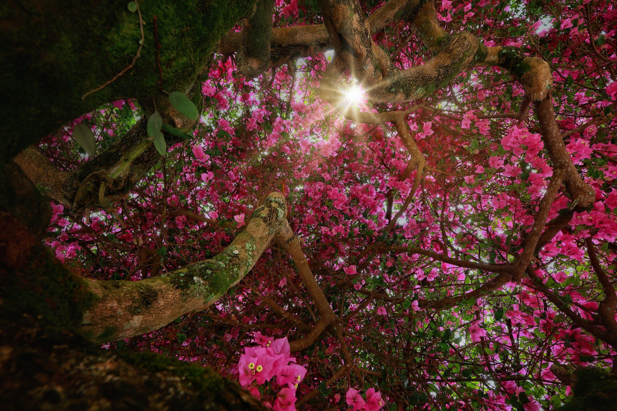 Theo nhận xét của chàng nhiếp ảnh gia, ở Đà Lạt có nhiều cây hoa giấy song cây hoa giấy ở đèo D’ran này được đánh giá là đẹp và độc đáo hơn cả. Cây thuộc giống thân gỗ, khác các loại hoa giấy dây leo hay thường được trồng ven bờ rào, bám khung cửa. Gốc cây to, chắc khỏe. Tán lá rộng, vươn ra đường, tỏa bóng râm mát khắp cả khoảng sân rộng trong những ngày hè nắng nóng.