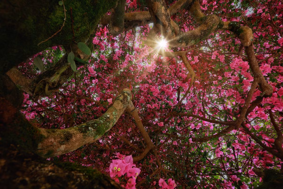 Theo nhận xét của chàng nhiếp ảnh gia, ở Đà Lạt có nhiều cây hoa giấy song cây hoa giấy ở đèo D’ran này được đánh giá là đẹp và độc đáo hơn cả. Cây thuộc giống thân gỗ, khác các loại hoa giấy dây leo hay thường được trồng ven bờ rào, bám khung cửa. Gốc cây to, chắc khỏe. Tán lá rộng, vươn ra đường, tỏa bóng râm mát khắp cả khoảng sân rộng trong những ngày hè nắng nóng.