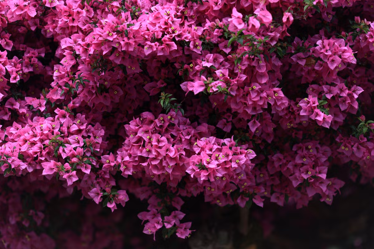 Hoa giấy ở đây nở từ những tháng hè, kéo dài đến độ cuối tháng 5, đầu tháng 6. Những bông hoa màu hồng, kết thành từng chùm ở đầu cành. Cây dễ chăm, trổ bông quanh năm. Trời càng nắng, màu hoa càng thêm rực rỡ, tạo khung cảnh nổi bật giữa vùng.