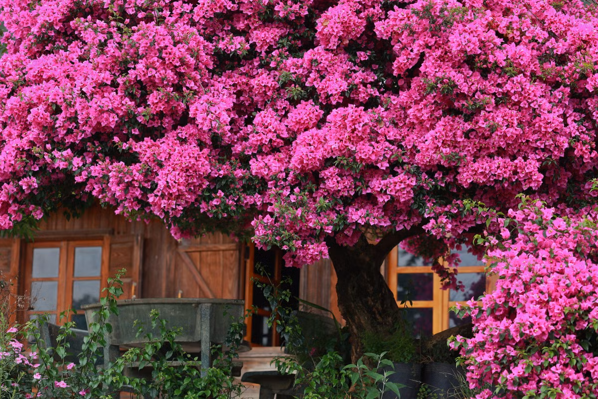 Màu nâu gỗ của căn nhà kết hợp màu hồng của hoa giấy càng thêm nổi bật, tạo thành phông nền ấn tượng cho du khách thoải mái tạo dáng, chụp hình.