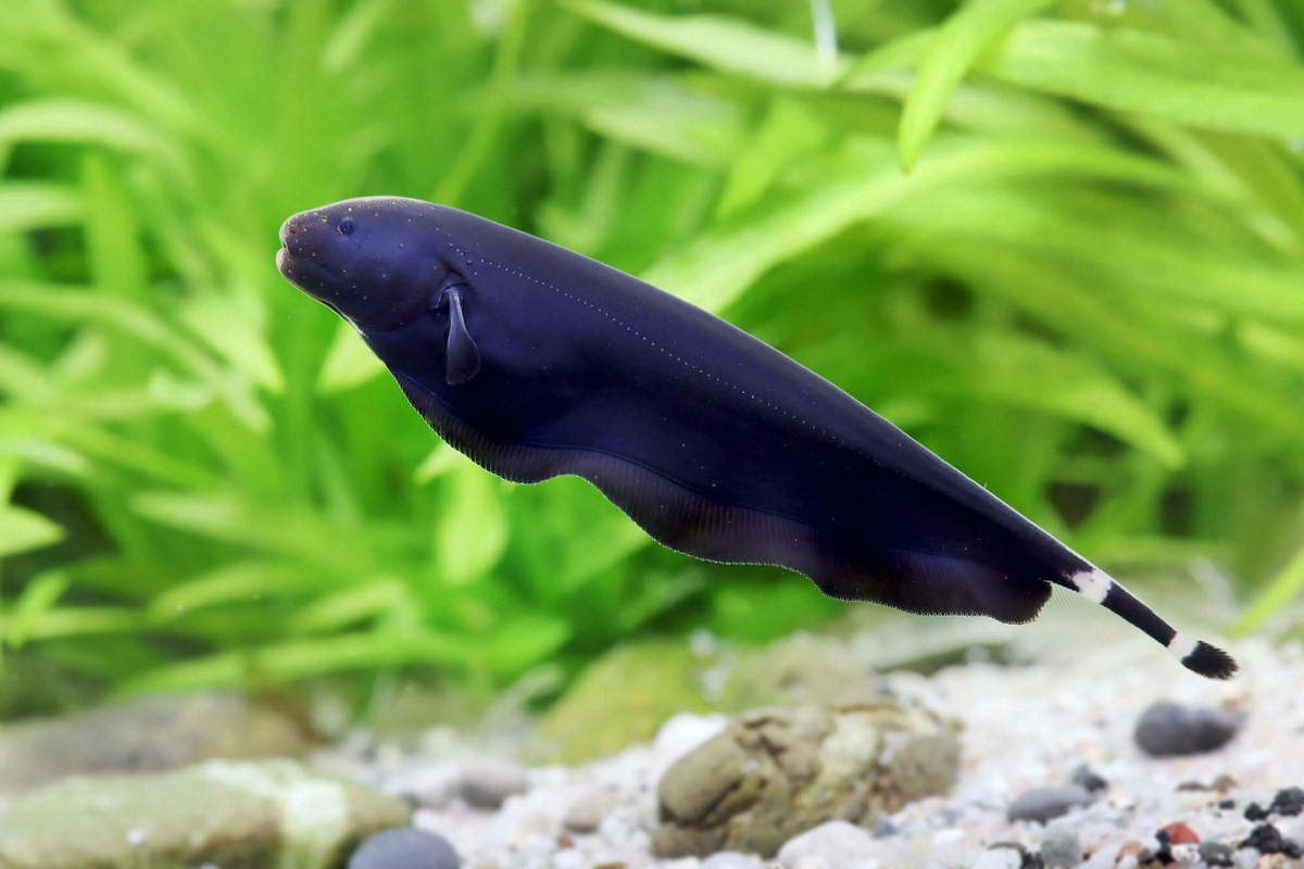  Cá dao ma đen hay cá lông vũ (Black Ghost Knife Fish / Apteronotus albifrons). Kích cỡ tối đa: 50 cm. Đặc điểm nổi bật: Hình dạng và chuyển động khác thường - lướt đi bằng chiếc vây gợn sóng kéo dài toàn bộ chiều dài thân.