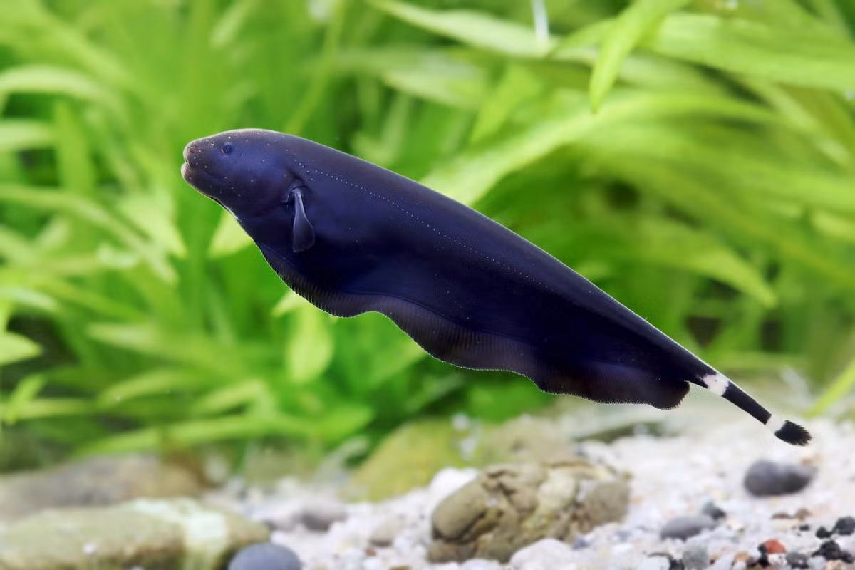  Cá dao ma đen hay cá lông vũ (Black Ghost Knife Fish / Apteronotus albifrons). Kích cỡ tối đa: 50 cm. Đặc điểm nổi bật: Hình dạng và chuyển động khác thường - lướt đi bằng chiếc vây gợn sóng kéo dài toàn bộ chiều dài thân.