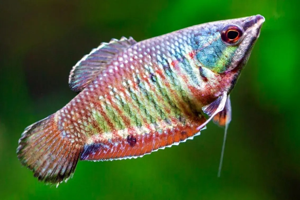  Cá sặc samurai (Samurai Gourami / Sphaerichthys vaillanti). Kích cỡ tối đa: 6 cm. Đặc điểm nổi bật: Màu sắc ấn tượng với những sọc đỏ và xanh lục tuyệt đẹp.