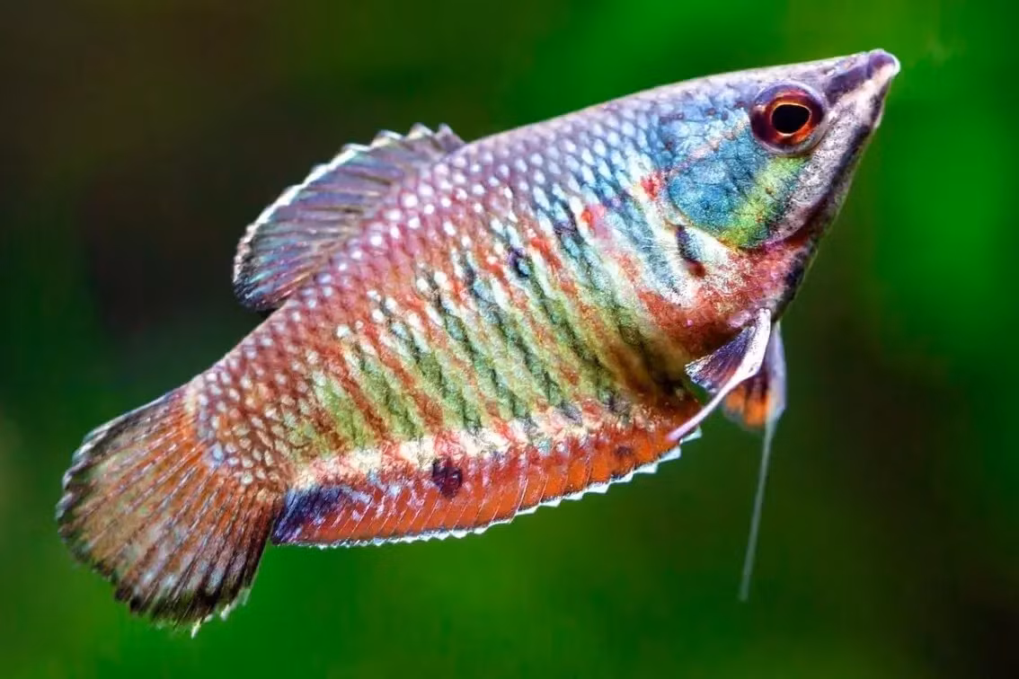  Cá sặc samurai (Samurai Gourami / Sphaerichthys vaillanti). Kích cỡ tối đa: 6 cm. Đặc điểm nổi bật: Màu sắc ấn tượng với những sọc đỏ và xanh lục tuyệt đẹp.