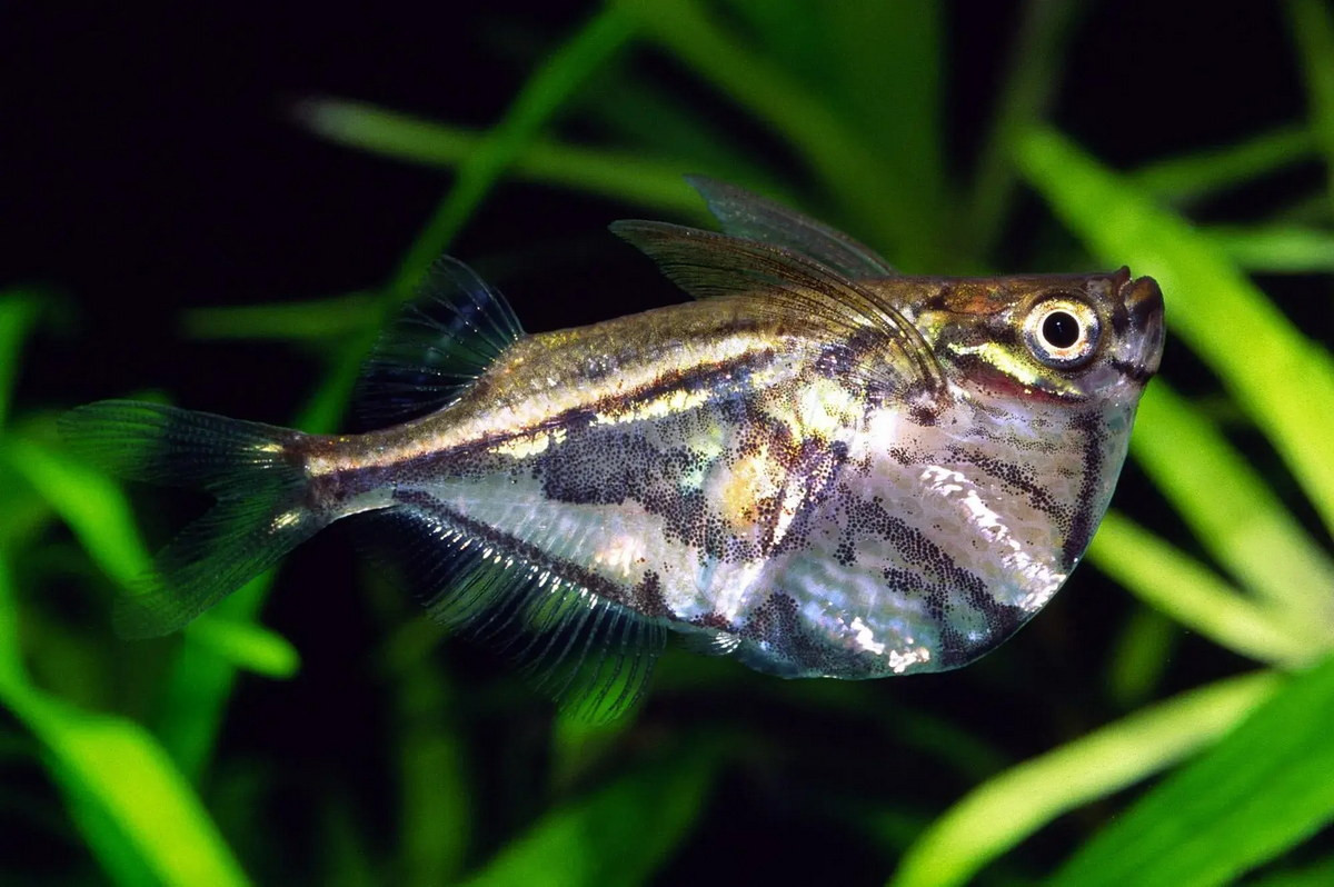  Cá rìu vạch cẩm thạch (Marbled Hatchet Fish / Carnegiella strigata). Kích cỡ tối đa: 5 cm. Đặc điểm nổi bật: Có hình dạng độc đáo với phần bụng kéo dài xuống giống sống tàu, hoa văn sọc trông giống như cẩm thạch.