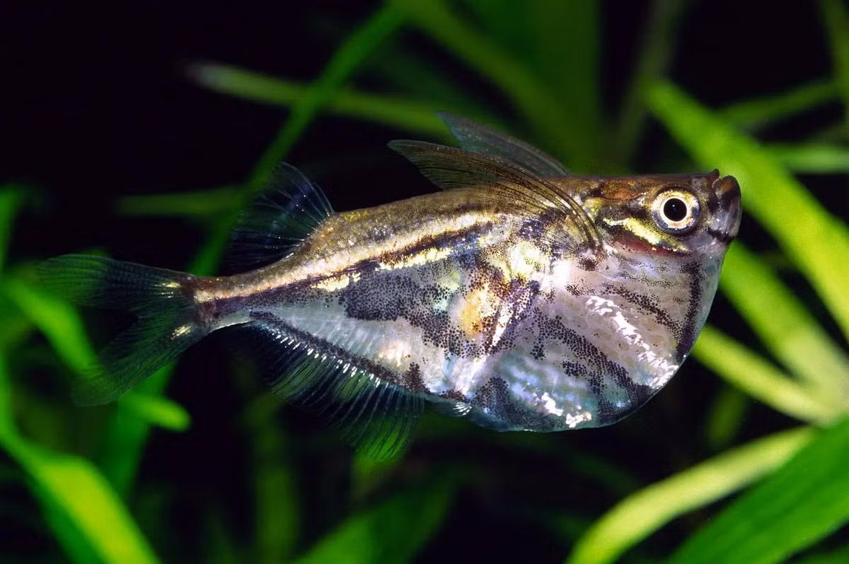  Cá rìu vạch cẩm thạch (Marbled Hatchet Fish / Carnegiella strigata). Kích cỡ tối đa: 5 cm. Đặc điểm nổi bật: Có hình dạng độc đáo với phần bụng kéo dài xuống giống sống tàu, hoa văn sọc trông giống như cẩm thạch.