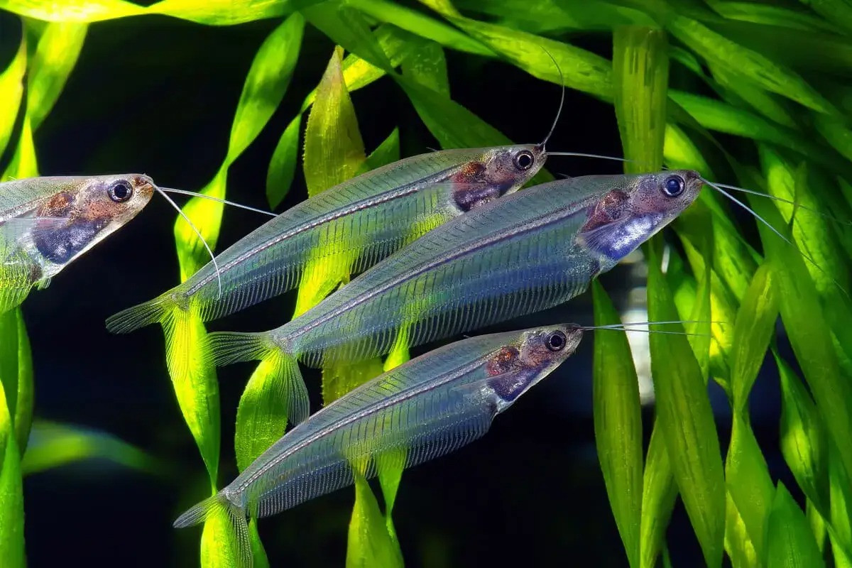  Cá thủy tinh (Glass Catfish/Kryptopterus vitreolus). Kích cỡ tối đa: 15 cm. Đặc điểm nổi bật: Cơ thể dài và mỏng, trong suốt như thủy tinh.