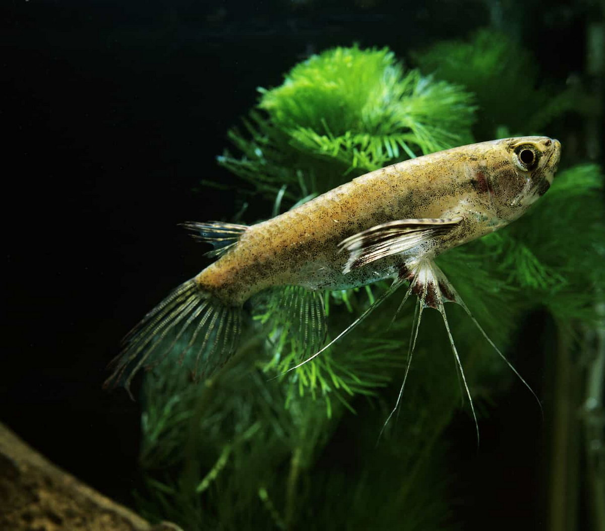 Cá bướm châu Phi (African Butterflyfish / Pantodon buchholzi). Kích cỡ tối đa: 15 cm. Đặc điểm nổi bật: Vây ngực rất rộng, khi xòe ra hai bên trông như cánh bướm, vây bụng có các tia dài lạ mắt.