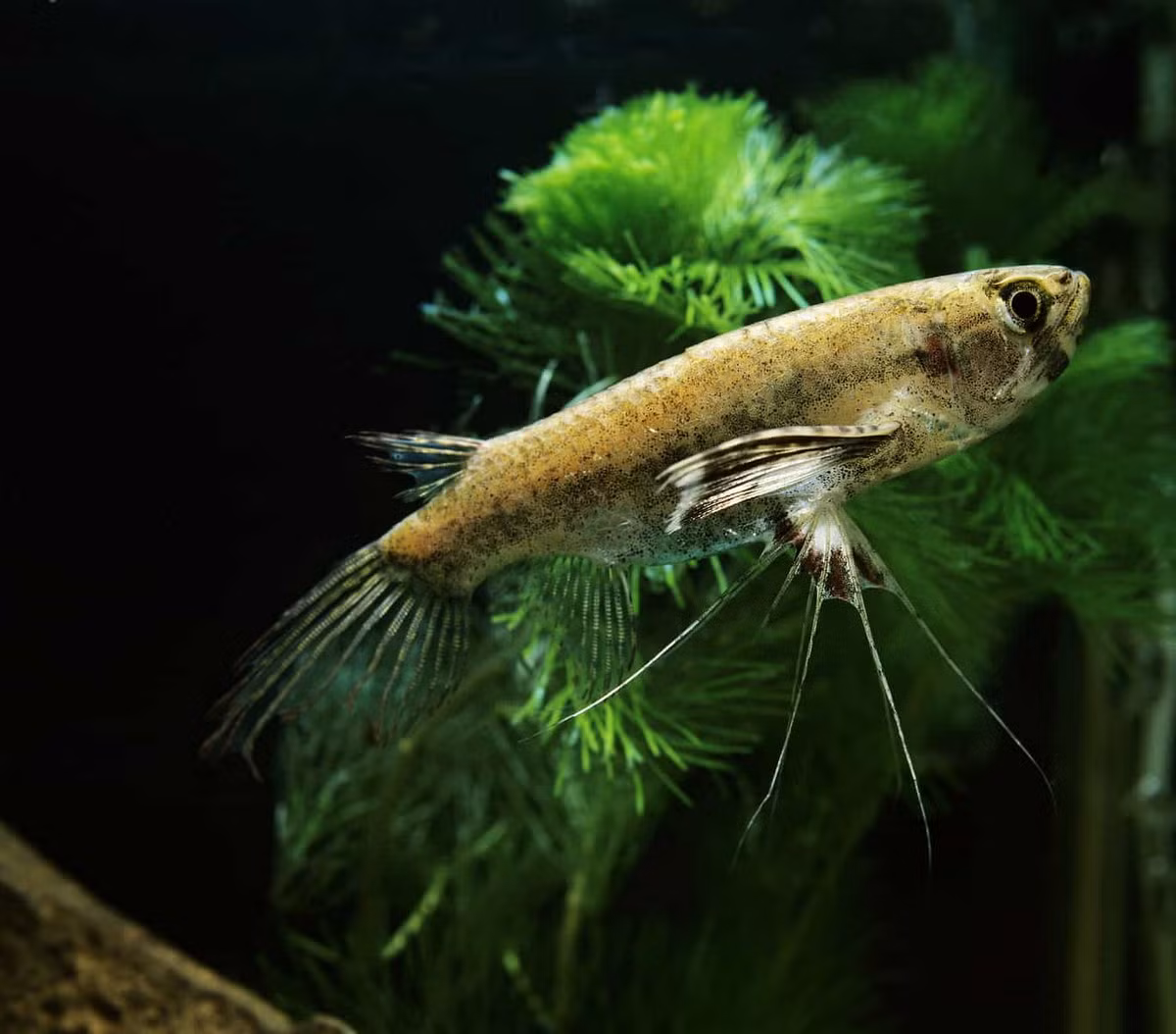  Cá bướm châu Phi (African Butterflyfish / Pantodon buchholzi). Kích cỡ tối đa: 15 cm. Đặc điểm nổi bật: Vây ngực rất rộng, khi xòe ra hai bên trông như cánh bướm, vây bụng có các tia dài lạ mắt.
