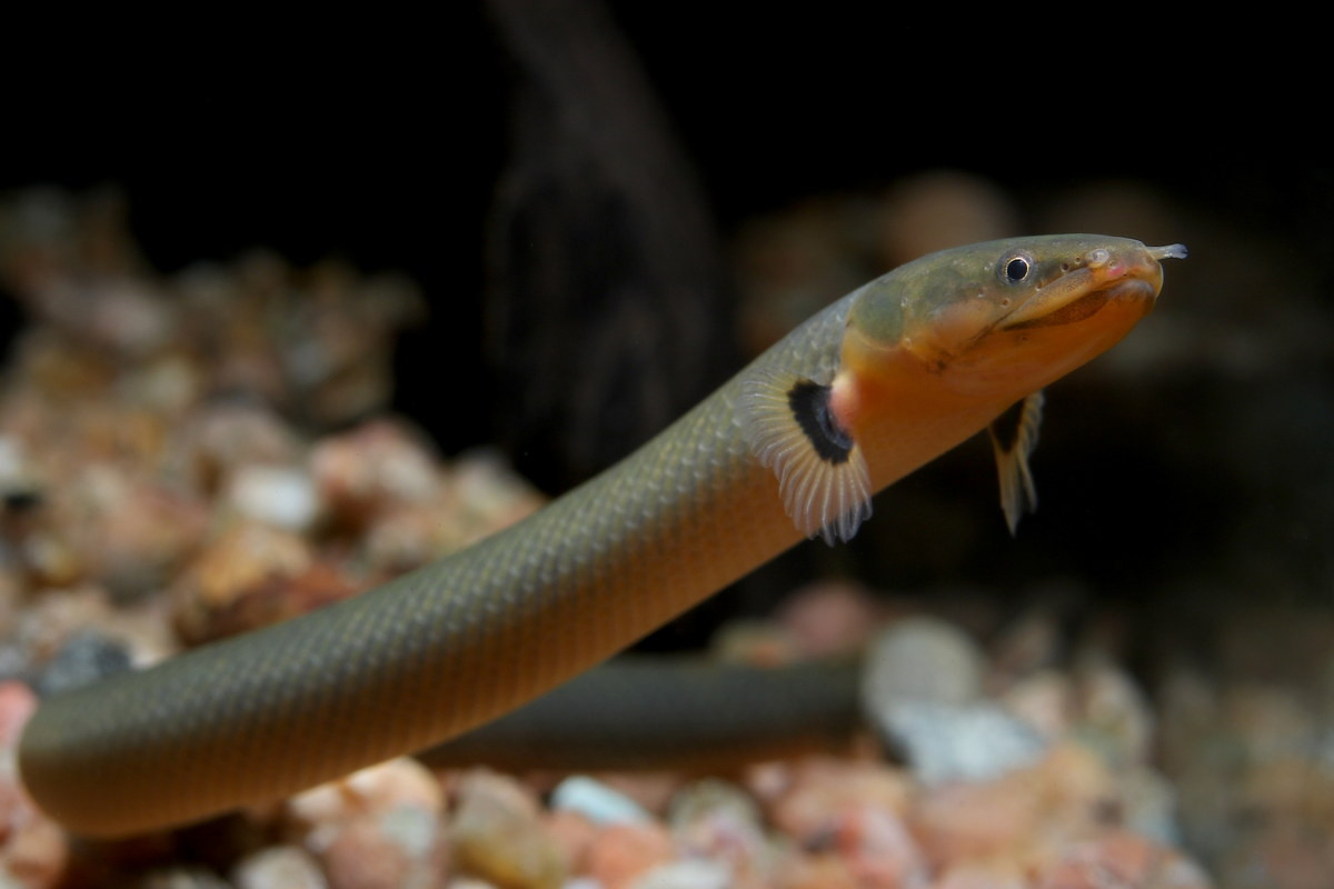  Cá rắn (Ropefish / Erpetoichthys calabaricus). Kích cỡ tối đa: 60 cm. Đặc điểm nổi bật: Cơ thể thuôn dài như một con rắn.