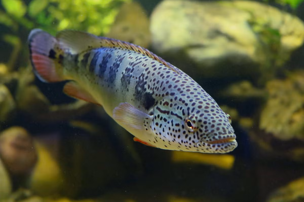  Cá rô thân giáo (Pike Cichlids / Crenicichla lenticulata). Kích cỡ tối đa: 40 cm. Đặc điểm nổi bật: Màu sắc rực rỡ, trông giống cá cảnh nước mặn.
