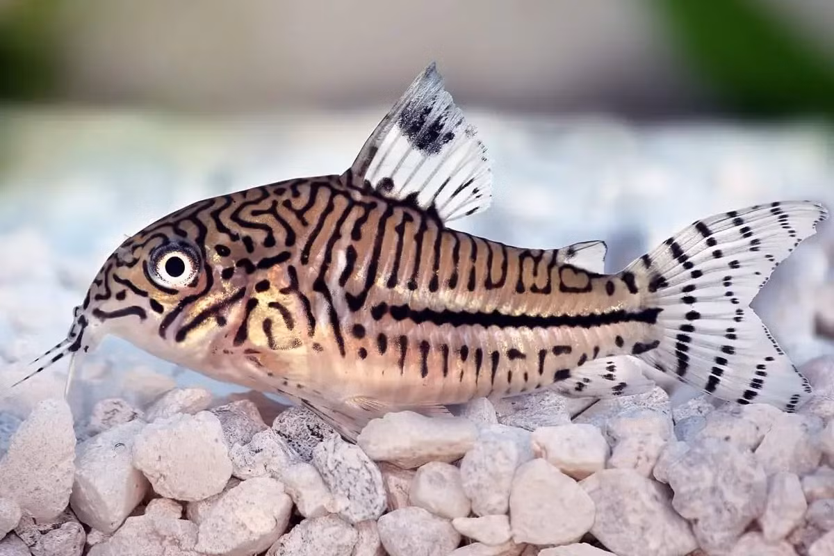  Cá chuột (Corydoras / chi Corydoras). Kích cỡ tối đa: 12 cm. Đặc điểm nổi bật: Hình dáng ngộ nghĩnh, hoa văn đa dạng, có kiểu bơi trông rất vui mắt.