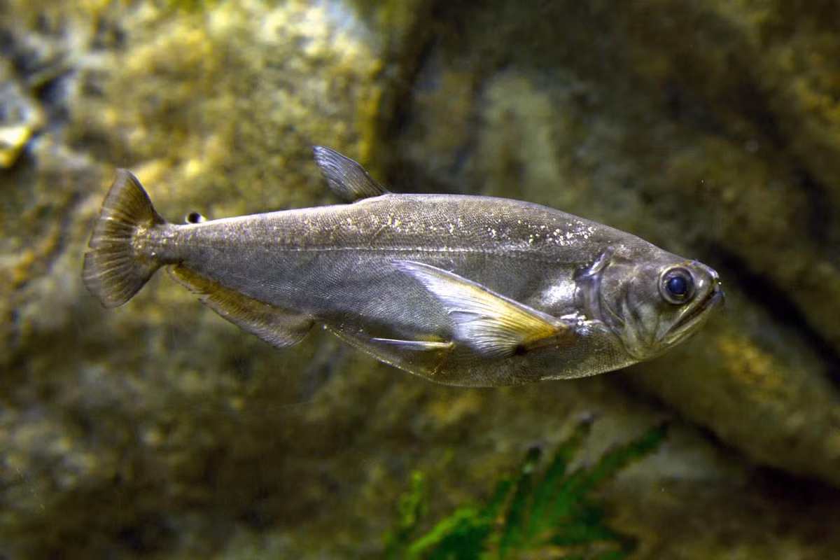  Cá ma cà rồng (Vampire Tetra / Hydrocyon scomberoides). Kích cỡ tối đa: 30 cm. Đặc điểm nổi bật: Miệng hếch, hàm dưới có hai chiếc răng nanh rất dài.