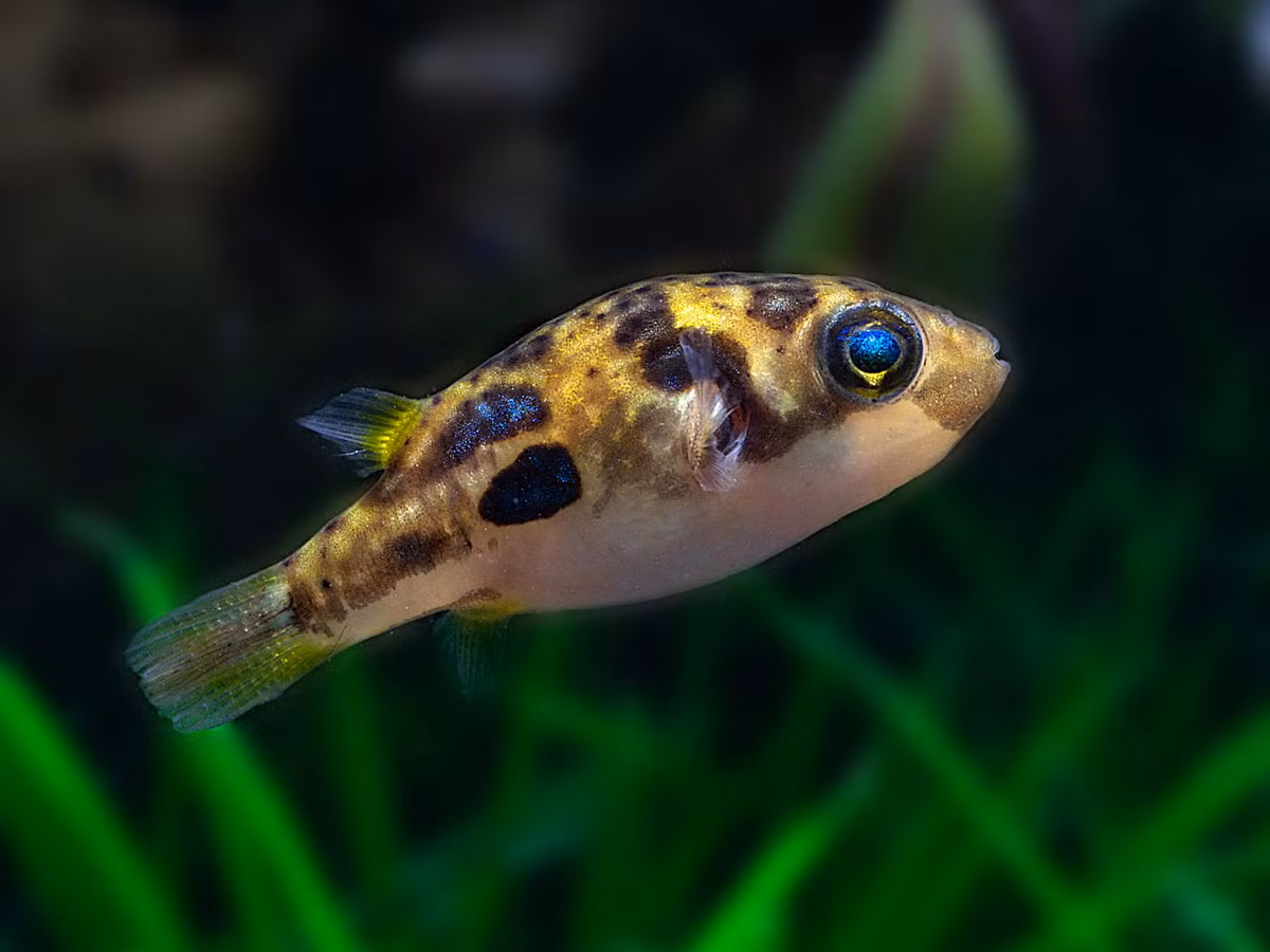  Cá nóc mini (Pea Puffer / Carinotetraodon travancoricus). Kích cỡ tối đa: 4 cm. Đặc điểm nổi bật: Trông rất mũm mĩm, "đáng yêu".