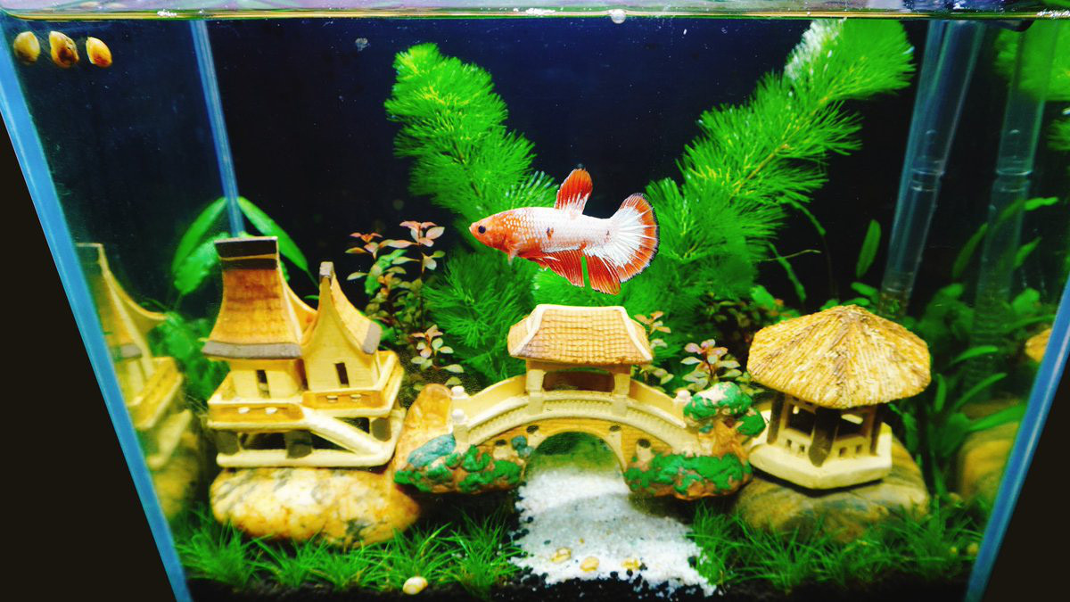 Nguyên tắc vàng chọn nuôi cá cảnh để hút trọn tài lộc Nguyen tac vang chon nuoi ca canh de hut tron tai loc