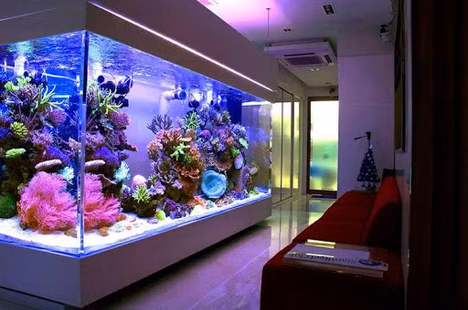 Nguyên tắc vàng chọn nuôi cá cảnh để hút trọn tài lộc - Hình 5 Nguyen tac vang chon nuoi ca canh de hut tron tai loc-Hinh-5