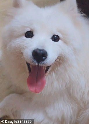 Chu cho cho bi giet thit o cho gio chan 'cau cuu'-Hinh-3