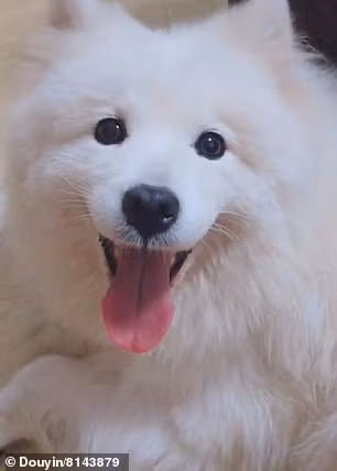 Chu cho cho bi giet thit o cho gio chan 'cau cuu'-Hinh-3