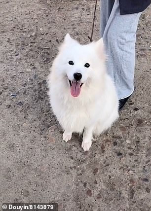 Chu cho cho bi giet thit o cho gio chan 'cau cuu'-Hinh-4