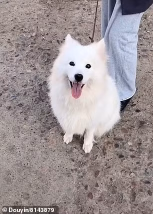 Chu cho cho bi giet thit o cho gio chan 'cau cuu'-Hinh-4