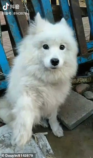 Chu cho cho bi giet thit o cho gio chan 'cau cuu'-Hinh-2