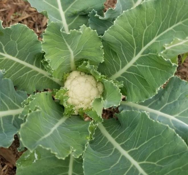 Lá súp lơ: Súp lơ trắng tốt cho sức khoẻ, nhưng lá của cây này cũng là nguồn cung cấp khoáng chất, beta carotene, sắt và canxi tốt cho cơ thể.