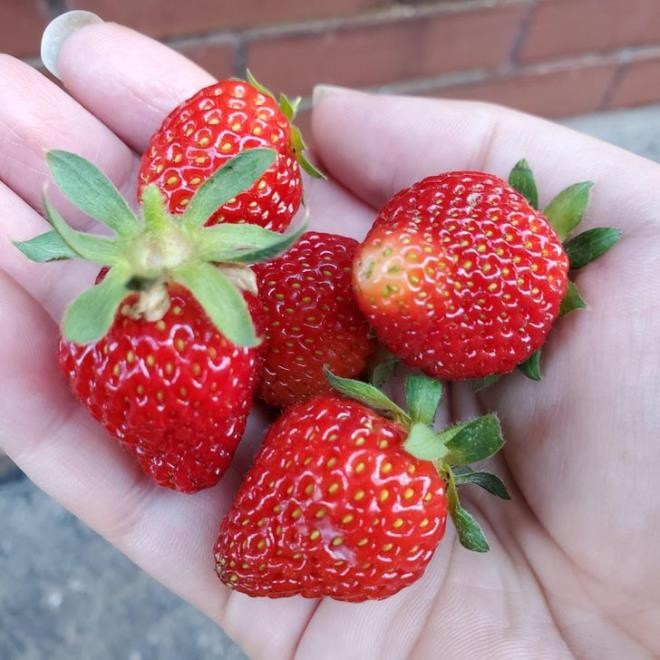 Thân và lá dâu tây: Chẳng ai ăn dâu tây mà ăn cả lá và thân. Nhưng nhiều người không biết rằng, thân và lá dâu tây lại rất giàu chất chống oxy hoá, chống viêm có tác dụng bảo vệ tim mạch và cải thiện hệ thần kinh.