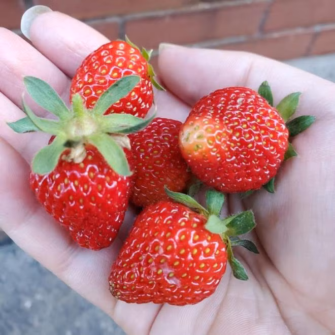 Thân và lá dâu tây: Chẳng ai ăn dâu tây mà ăn cả lá và thân. Nhưng nhiều người không biết rằng, thân và lá dâu tây lại rất giàu chất chống oxy hoá, chống viêm có tác dụng bảo vệ tim mạch và cải thiện hệ thần kinh.