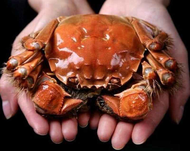 Cua long o Trung Quoc sieu dat, ve Viet Nam gia binh dan?