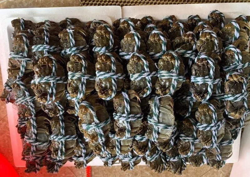 Cua long o Trung Quoc sieu dat, ve Viet Nam gia binh dan?-Hinh-4