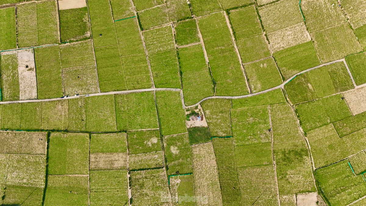Sau hơn 4 tháng gieo trồng, thời điểm này, nông dân huyện đảo Lý Sơn (tỉnh Quảng Ngãi) đang bước vào mùa thu hoạch tỏi Đông Xuân 2024 - 2025. Tỏi là loại cây trồng chủ lực được người dân ví như “vàng trắng” vì giá trị kinh tế mang lại cao. Ảnh: Nguyễn Ngọc.