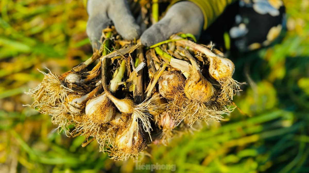 Điệp khúc được mùa mất giá, được giá mất mùa vẫn diễn ra thường xuyên. Giá tỏi hiện tại không tương xứng với giá trị của đặc sản nổi tiếng này. Ảnh: Nguyễn Ngọc.