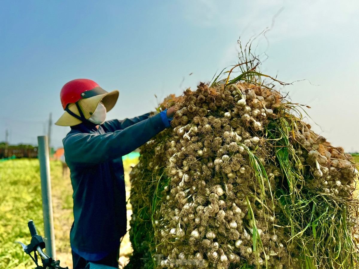 Theo nhiều người dân, giá tỏi tươi phải từ 50.000 đồng/kg trở lên mới tính chuyện có lời. Ảnh: Nguyễn Ngọc