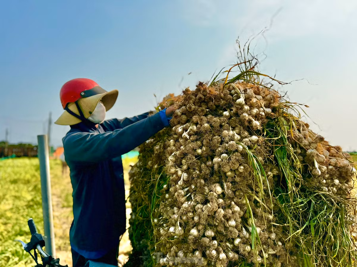 Theo nhiều người dân, giá tỏi tươi phải từ 50.000 đồng/kg trở lên mới tính chuyện có lời. Ảnh: Nguyễn Ngọc