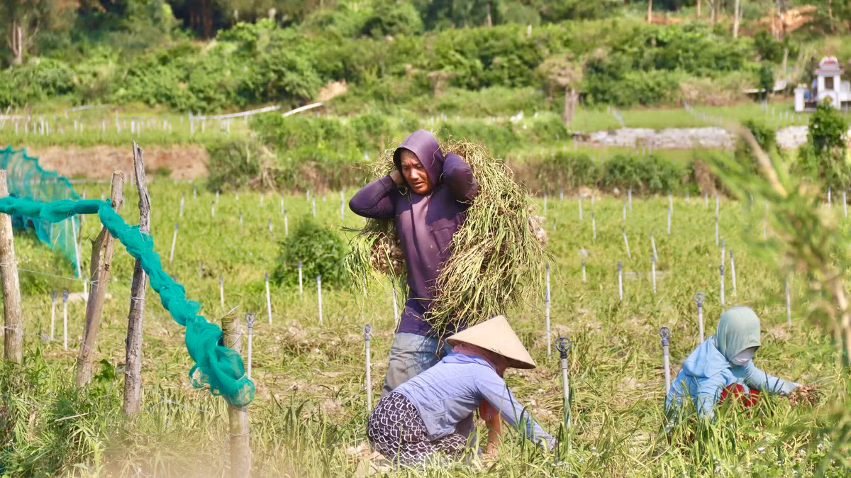 Ông Võ Kim (trú thôn Tây An Hải) năm nay thời tiết thuận lợi nên vụ này tỏi đạt năng suất cao, củ to, đều và đẹp. Ảnh: Nguyễn Ngọc.