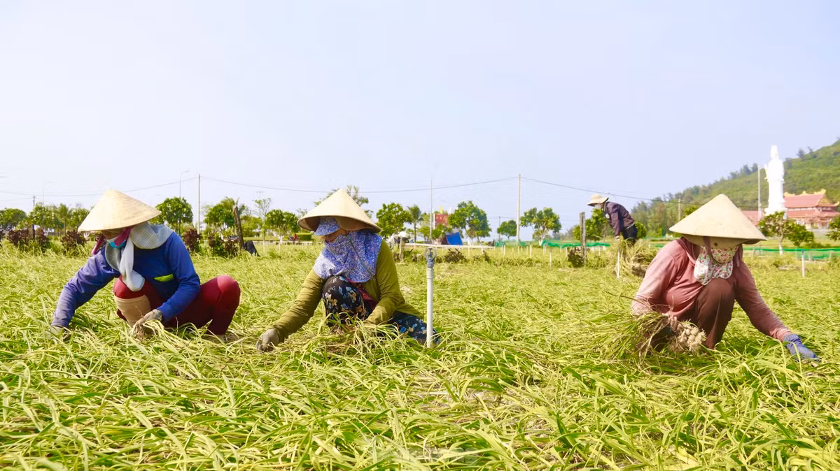 Năm nay, thời tiết thuận lợi nên đa số diện tích tỏi của nông dân đều phát triển tốt, tỏi được mùa, khiến người dân rất phấn khởi. Ảnh: Nguyễn Ngọc.