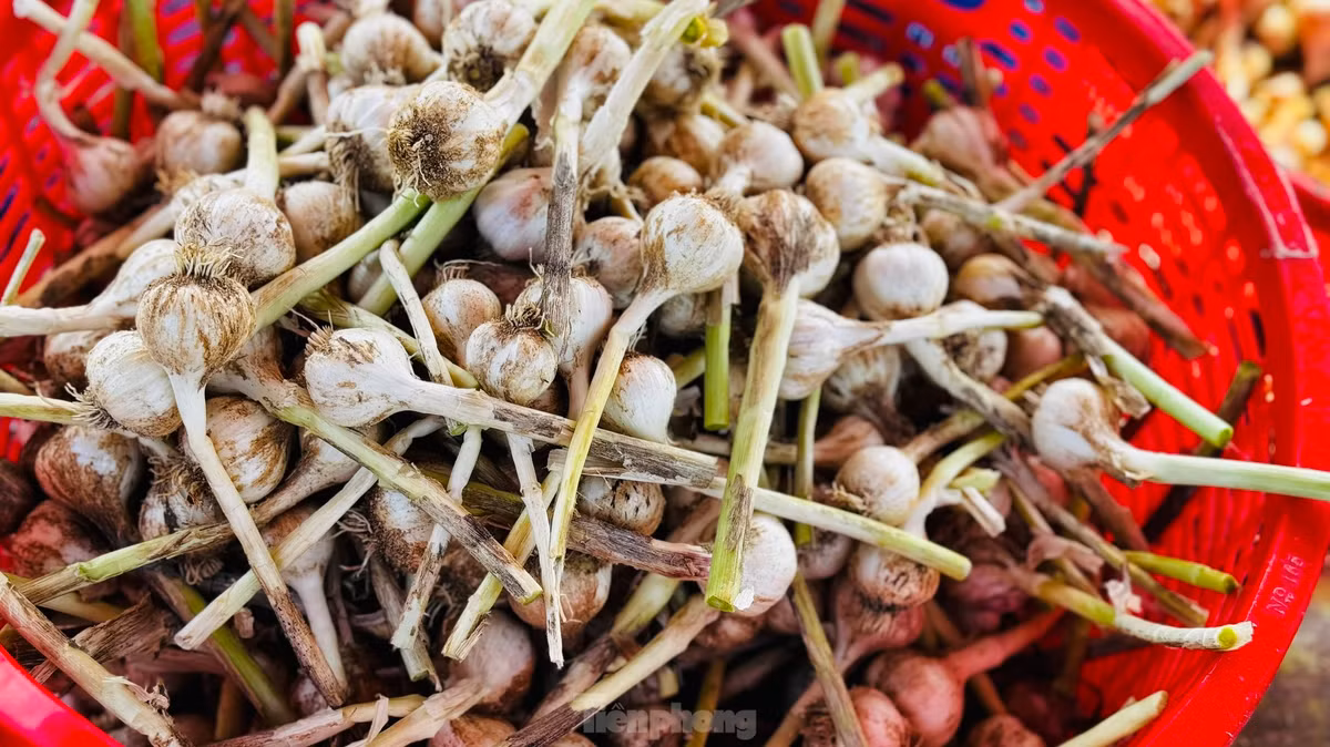 Tỏi được mùa nên số lượng tỏi một tép (tỏi một) có số lượng khá ít. Ảnh: Nguyễn Ngọc