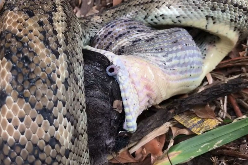 Video: Rung minh voi canh tran nuot chung meo den