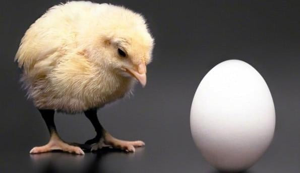 Con ga co truoc hay qua trung co truoc?