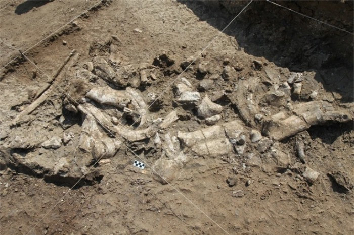 Công cụ đá cổ đại tiết lộ con người ăn thịt hà mã ảnh 2