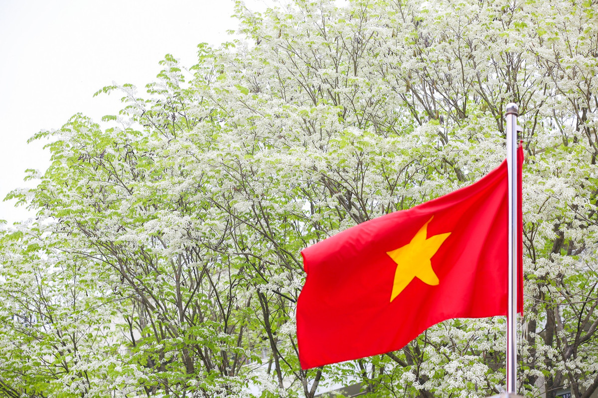 Hoa sưa được mọi người ví như loài hoa gọi mời tháng ba về, hoa thoáng nở chóng tàn, nhưng mang lại sắc rất riêng cho Hà Nội.