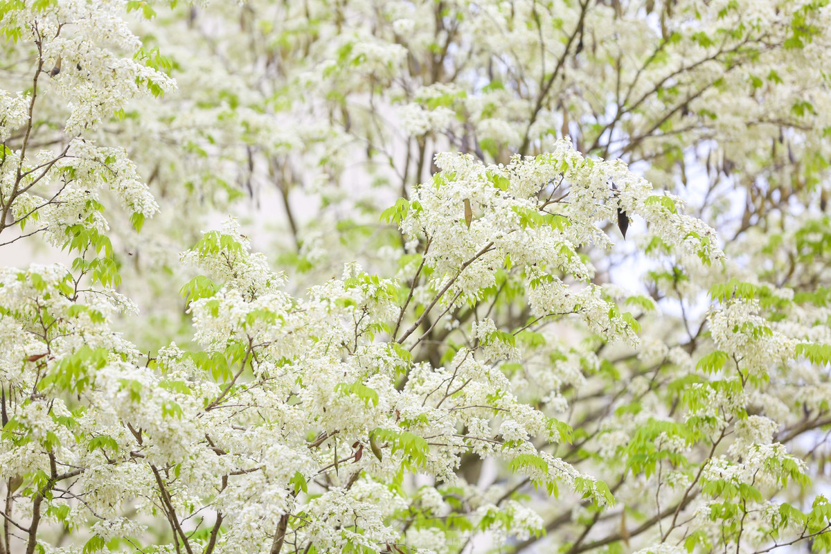 Mỗi khi có cơn gió nhẹ thổi qua, những bông hoa sưa mỏng manh lại xao động rơi lả tả xuống con phố tạo cảm giác mơ màng giữa thời tiết se lạnh ở Hà Nội.