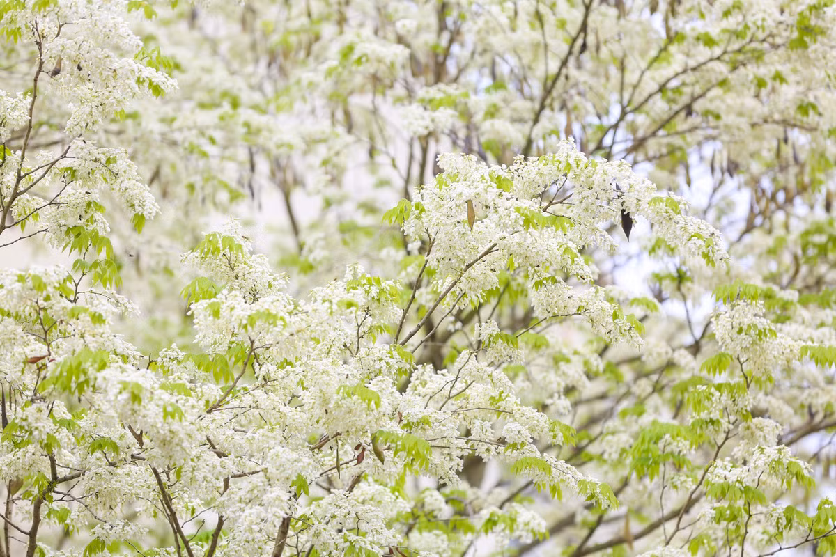 Mỗi khi có cơn gió nhẹ thổi qua, những bông hoa sưa mỏng manh lại xao động rơi lả tả xuống con phố tạo cảm giác mơ màng giữa thời tiết se lạnh ở Hà Nội.