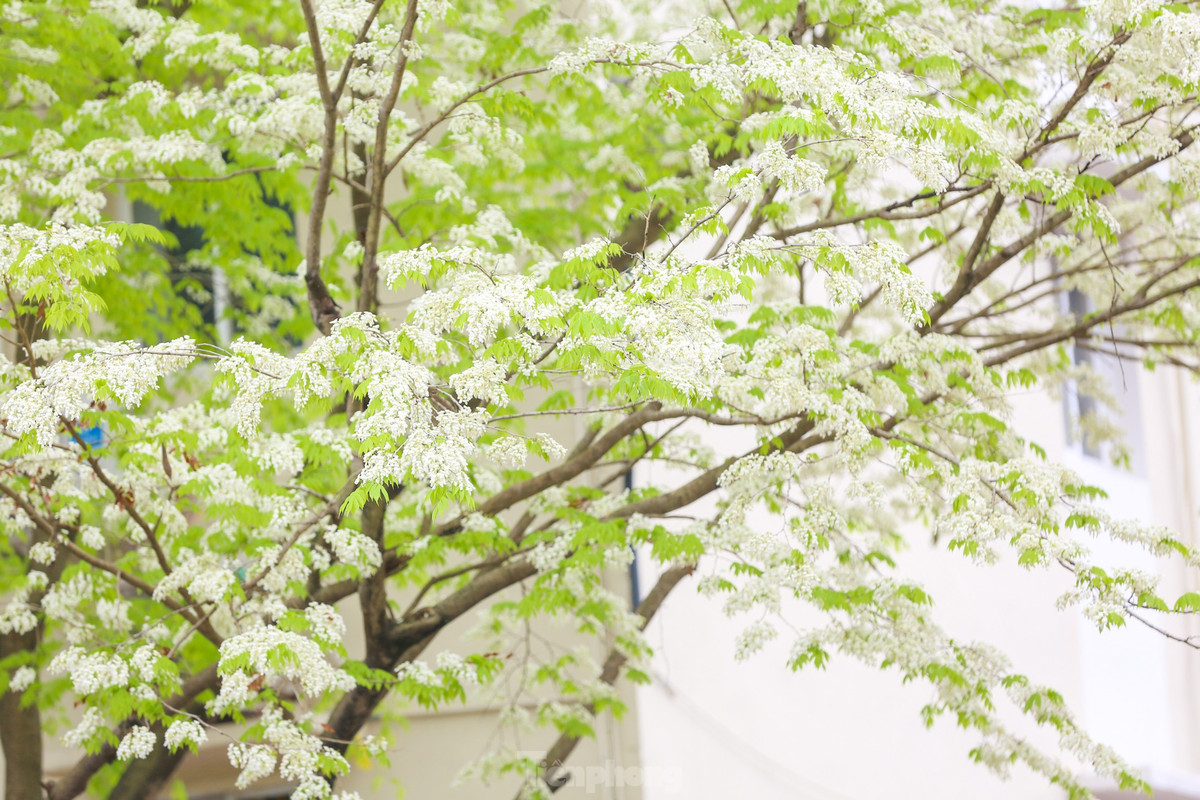 Khi mùa đông đã qua nhường chỗ cho trời xanh, mây trắng, nắng vàng thì cũng là thời điểm những hàng sưa bắt đầu nở hoa trắng muốt.