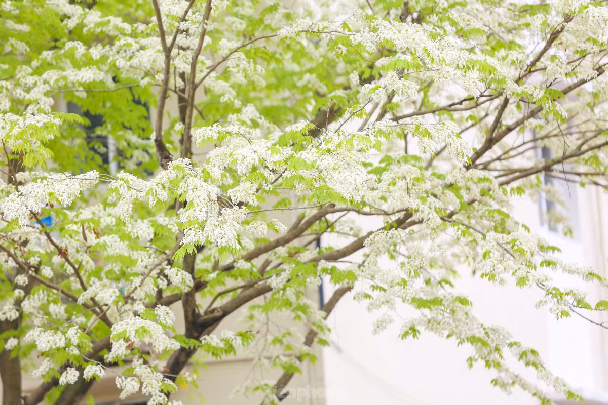 Khi mùa đông đã qua nhường chỗ cho trời xanh, mây trắng, nắng vàng thì cũng là thời điểm những hàng sưa bắt đầu nở hoa trắng muốt.