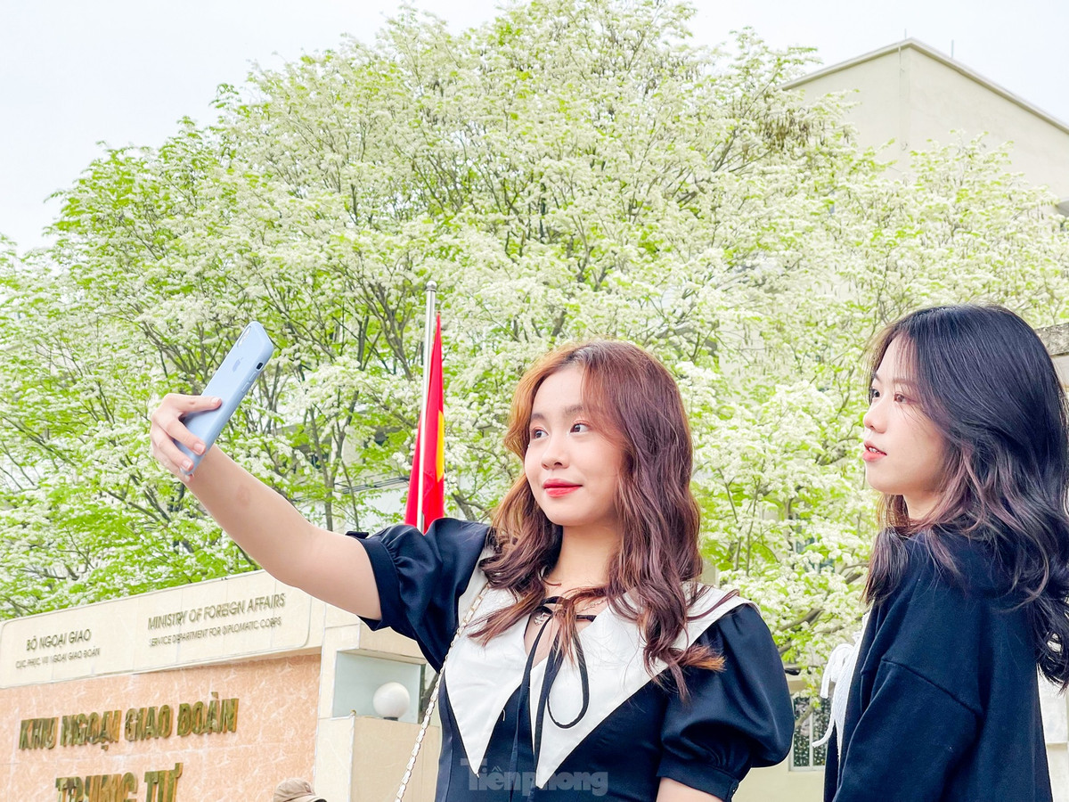 Những ngày này, nhiều người dân, đặc biệt là giới trẻ đã tìm đến với khu ngoại giao đoàn trên phố Hồ Đắc Di để chụp ảnh check-in với sắc trắng tinh khôi của hoa sưa.
