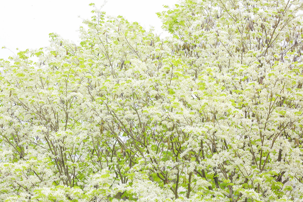 Hoa sưa trắng nở thành từng chùm vươn lên trời cao, rủ xuống rung rinh trong gió.