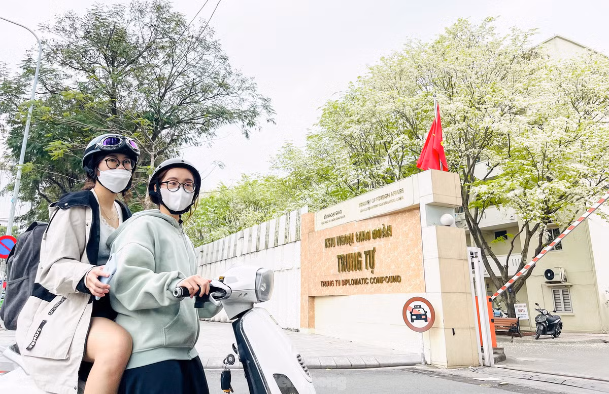 Sắc trắng tinh khiết khó lẫn với bất kỳ loài hoa nào mang lại vẻ đẹp rất riêng cho hoa sưa, làm say đắm lòng người.