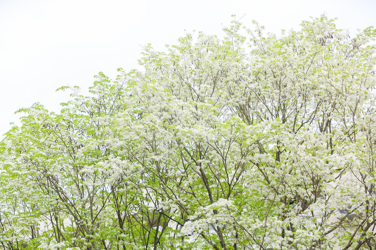 Hoa sưa mang vẻ đẹp trong sáng với nét quyến rũ rất riêng, sẽ chẳng ở đâu bạn bắt gặp một được mùa hoa sưa đẹp như ở Hà Nội.